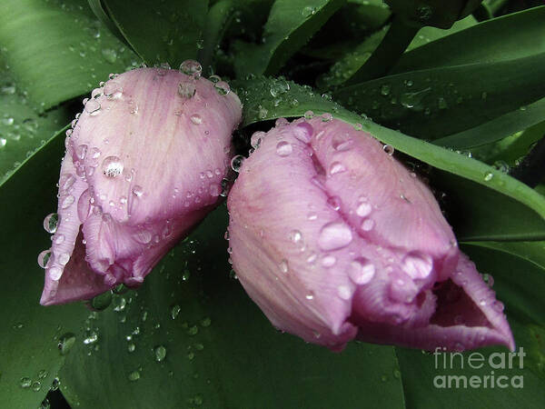 Tulips Art Print featuring the photograph Lilac Drops 2 by Kim Tran