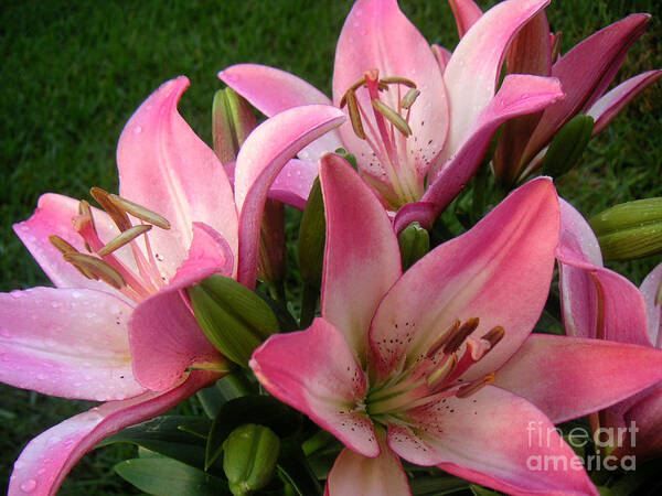 Nature Art Print featuring the photograph Lilies In Company by Lucyna A M Green