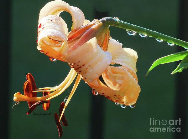 Lilies Art Print featuring the photograph Lilly with droplets by Yumi Johnson