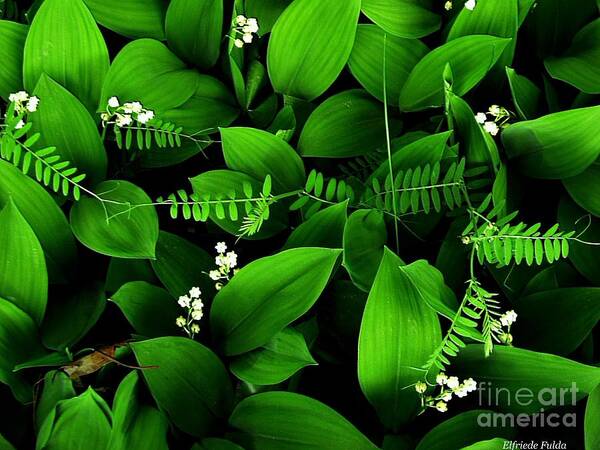 Mayflower Art Print featuring the photograph Lily of the Valley by Elfriede Fulda