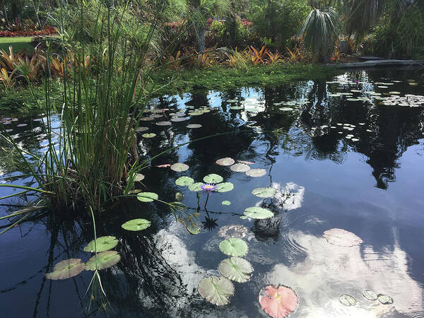 Lily Pads Art Print featuring the photograph Lily Pads with the Sky Reflecting in the Pond #2 by Susan Grunin