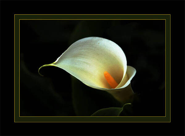 Flower Art Print featuring the photograph Lily by Richard Gordon