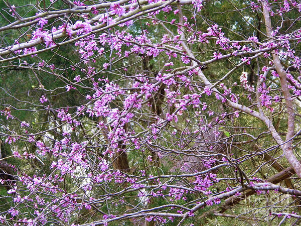 Red Bud Art Print featuring the photograph Limbs Full Of Redbuds by D Hackett
