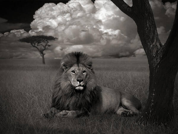 Lion Art Print featuring the photograph Lion in the grass by Kathie Miller