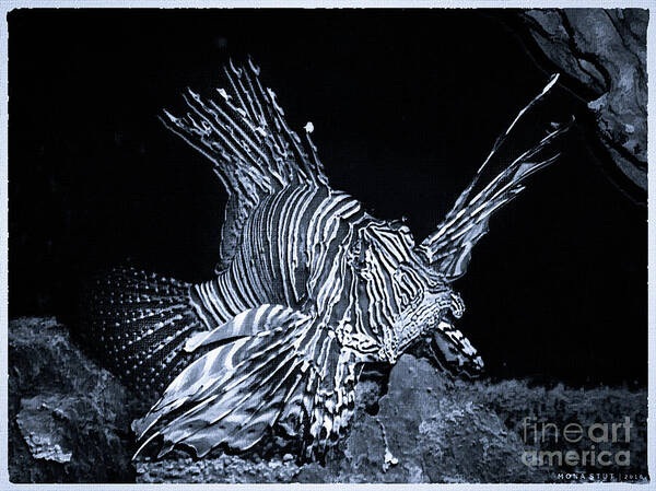 Mona Stut Art Print featuring the photograph Lionfish Pterois Rotfeuerfisch Bw by Mona Stut