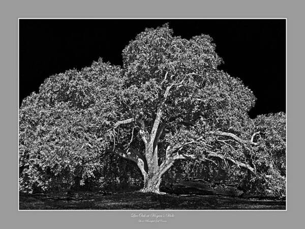 Trees Art Print featuring the photograph Live Oak at Hogan's Hole- Lion's Golf Course by Jim Smith