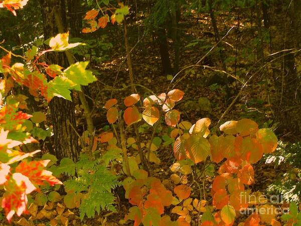 Autumn Leaves Art Print featuring the photograph Local color by Paul Galante