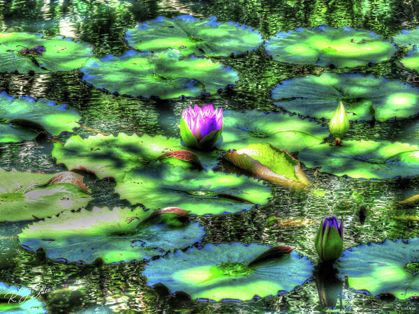 Water Lily Art Print featuring the digital art Lone Lily by Kathleen Illes