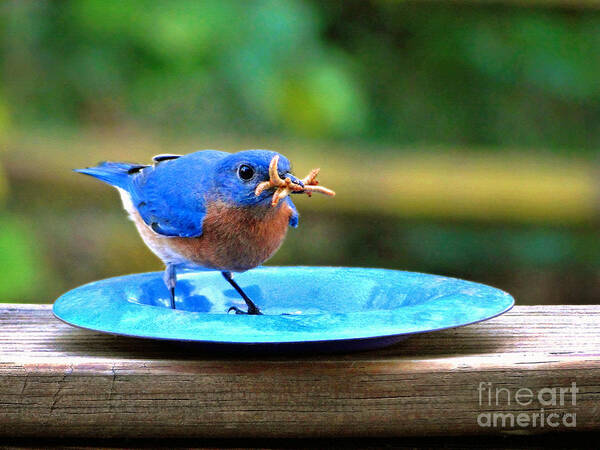 Bluebird Art Print featuring the photograph Look What I Found by Sue Melvin