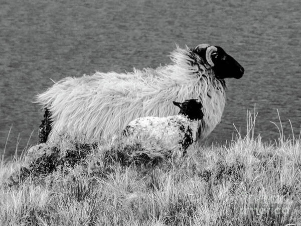 Sheep Of The World Series By Lexa Harpell Art Print featuring the photograph Looking up to You by Lexa Harpell