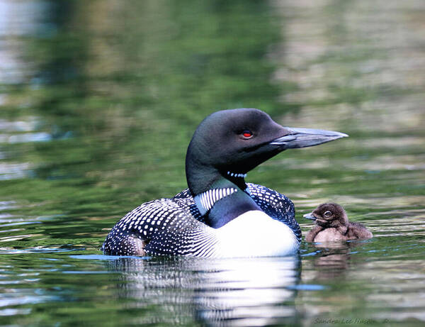 Common Loon Art Print featuring the photograph Loon Family Portrait, Square by Sandra Huston