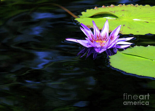 Lotus Art Print featuring the photograph Lotus and Dark Water Refection by Paula Guttilla