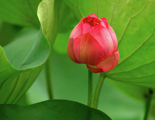 Lotus Art Print featuring the photograph Lotus Flower 2 by Harry Spitz