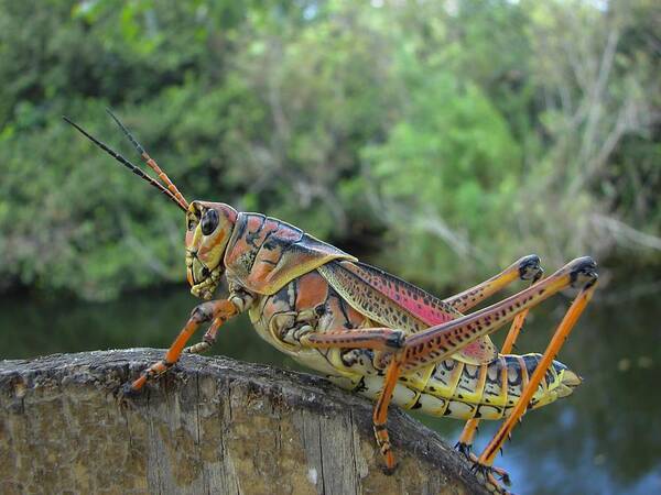 Insect Art Print featuring the photograph Lubber Grasshopper by Carl Moore
