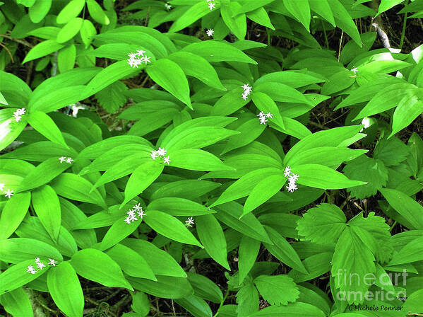 Lush Leaves Art Print featuring the photograph Lush Leaves by Michele Penner