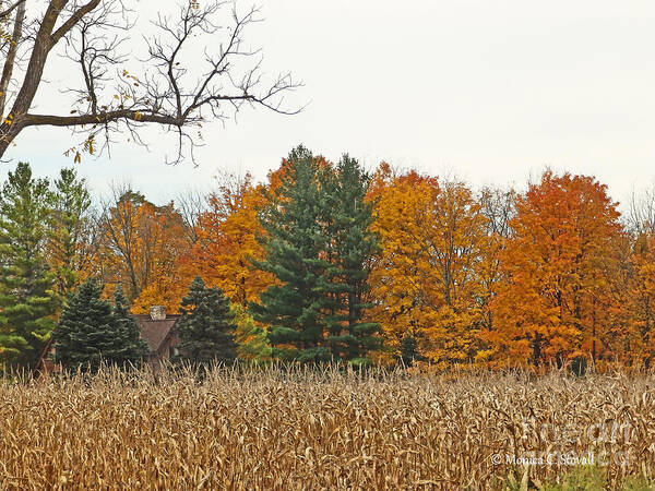 Fall Colors Art Print featuring the photograph M Landscapes Fall Collection No. LF60 by Monica C Stovall