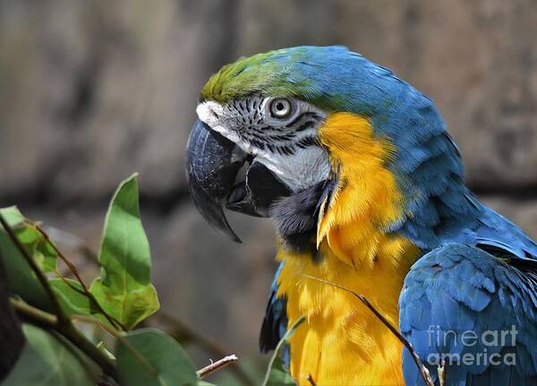 Blue And Yellow Macaw Art Print featuring the photograph Macaw Portrait by Julie Adair