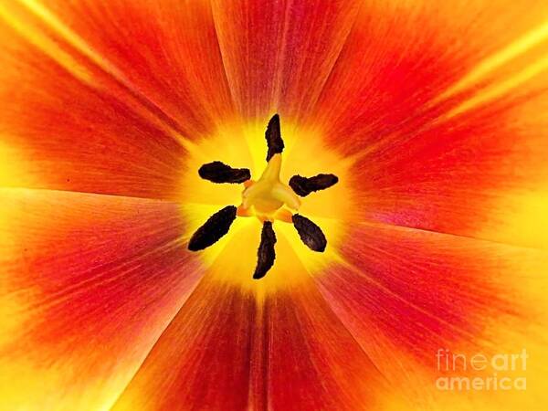 Tulip Art Print featuring the photograph Macro Tulip by Elizabeth Dow