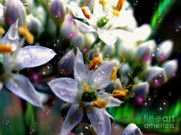 White Art Print featuring the photograph Magic Blossoms by Nicole Angell