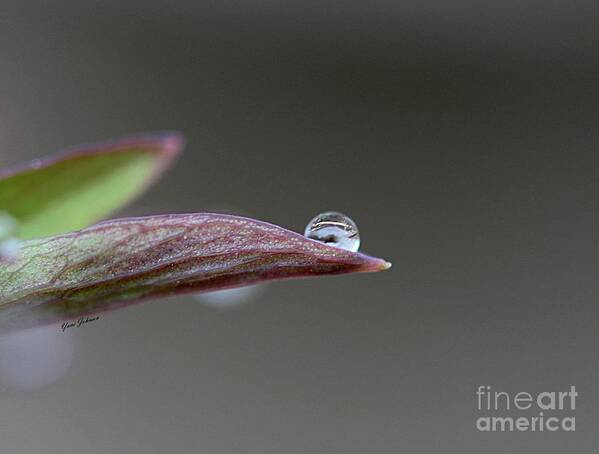 Droplets Art Print featuring the photograph Magical ball by Yumi Johnson