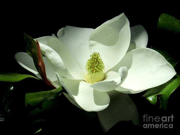 Hao Aiken Art Print featuring the photograph Magnificent White Magnolia - Photography by Hao Aiken