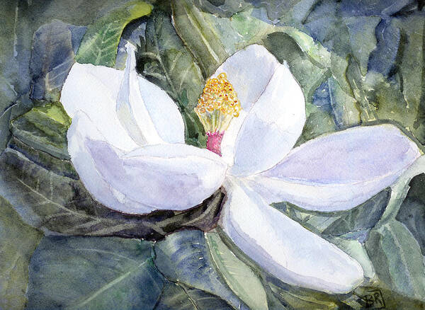 Magnolia Art Print featuring the painting Magnolia Blossom by Barry Jones