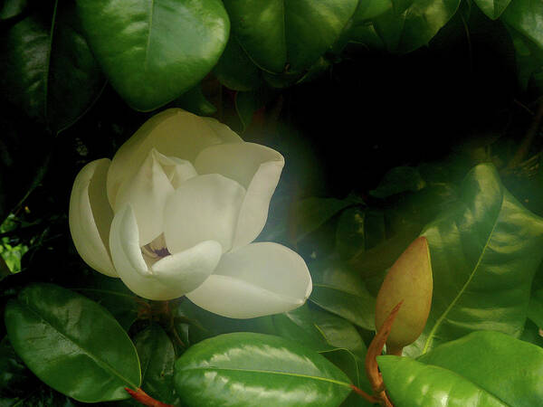 Magnolia Art Print featuring the photograph Magnolia by Evelyn Tambour