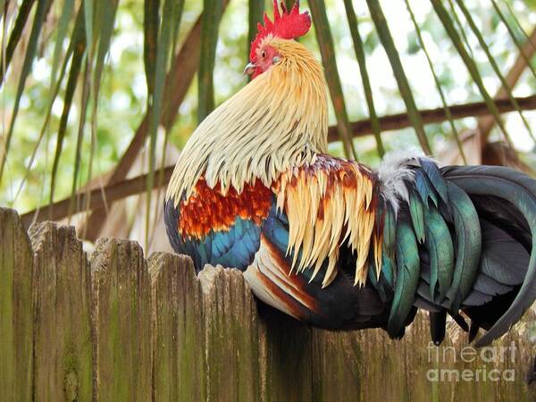 Rooster Art Print featuring the photograph Majestic by Jan Gelders
