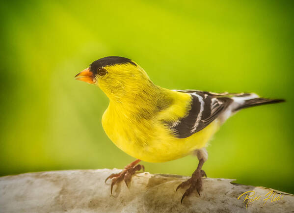 Animals Art Print featuring the photograph Male Goldfinch by Rikk Flohr
