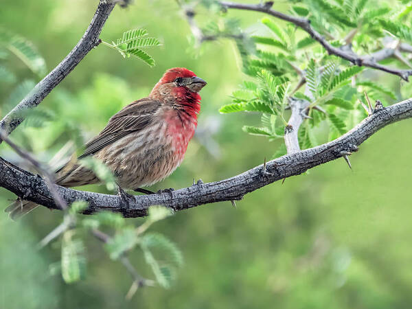 House Art Print featuring the photograph Male House Finch 9433 by Tam Ryan