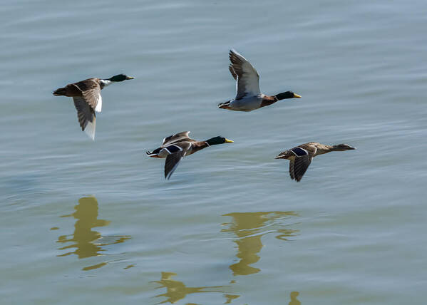 Jan Art Print featuring the photograph Mallards flying over the Ohio by Holden The Moment