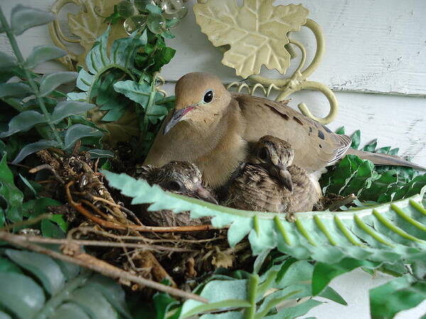 Birds Art Print featuring the photograph Mama Morning Dove by Leslie Manley