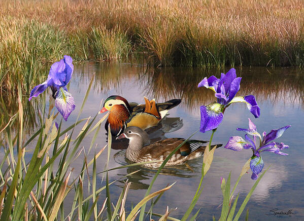 Bird Art Print featuring the digital art Mandarin Ducks and Wild Iris by M Spadecaller