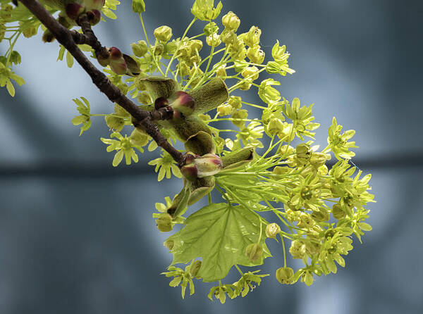 Maple Tree Flowers Art Print featuring the photograph Maple Tree Flowers 2 - by Julie Weber