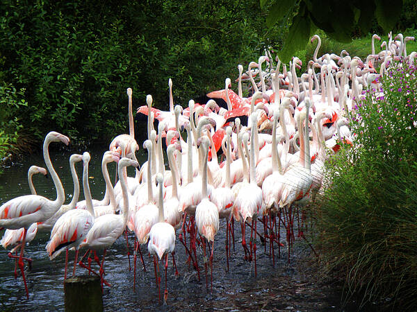 Flamingos Art Print featuring the photograph March of the Flamingos by Roberto Alamino