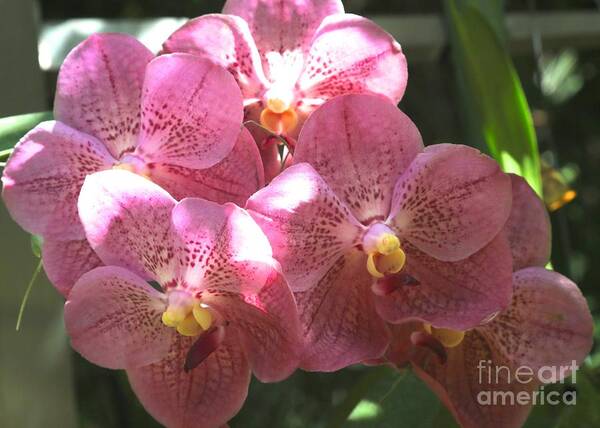 Orchid Art Print featuring the photograph Mauve Orchids by Carol Groenen