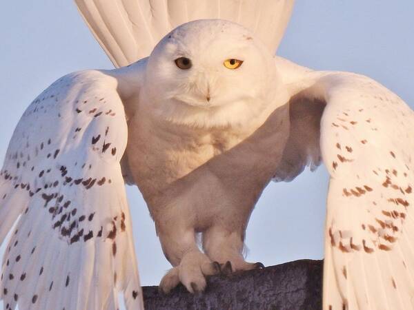 Snowy Owl At Rye Harbor Nh Art Print featuring the photograph Meet Roofus by Elaine Franklin