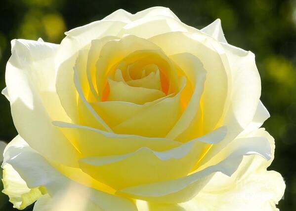 Rose Art Print featuring the photograph Mellow Yellow Rose by Sabrina L Ryan