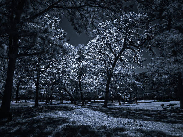Infrared Art Print featuring the photograph Midnight Blues by Linda Unger