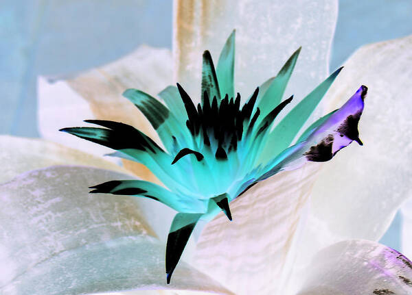 Floral Art Print featuring the photograph Midori Blue by James Granberry