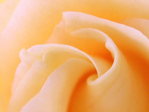 Rose Art Print featuring the photograph Mind Curl by Don Ziegler