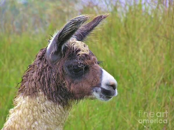 Llama Art Print featuring the photograph Misty Macchu Picchu Llama by Michele Penner