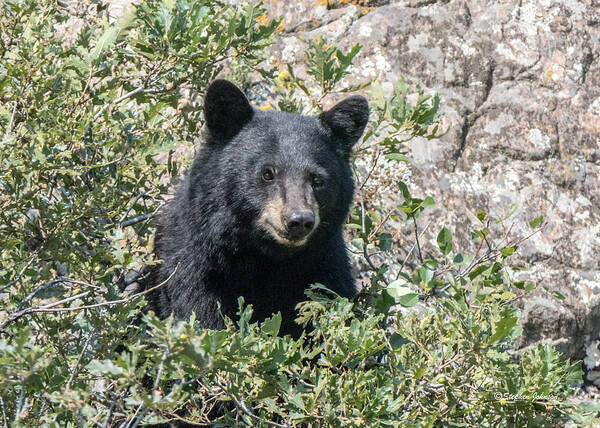 Black Bear Art Print featuring the photograph Momma Black Bear Eating Berries by Stephen Johnson