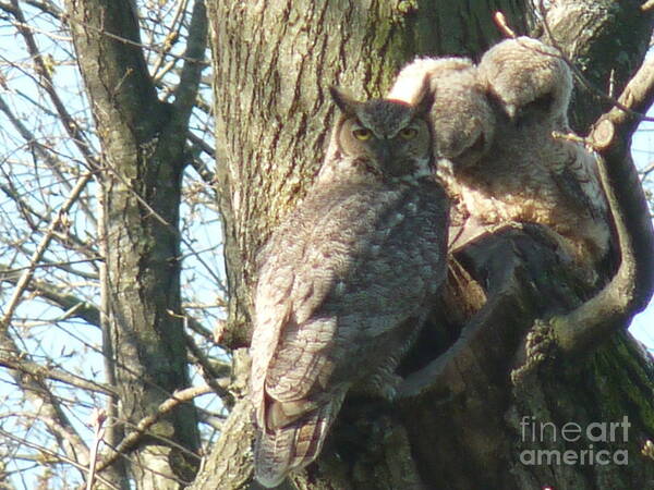 Great Horned Owls Art Print featuring the photograph Mom's Home by David Bearden
