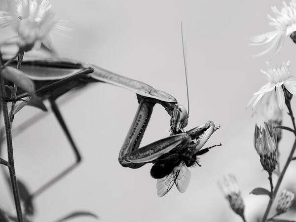 Tenodera Sinensis Art Print featuring the photograph Monochrome Mantis by Todd Bannor