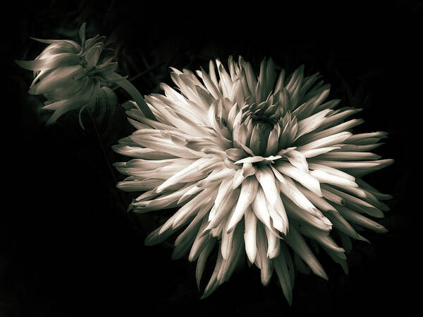 Dahlia Art Print featuring the photograph Moonlight and Dahlia by Jessica Jenney