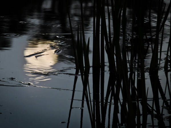 Moon Art Print featuring the photograph Moonlight Reflections by Steven Sparks