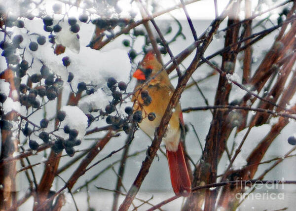 Cardinal Art Print featuring the photograph More Than a Cold Snap by Lydia Holly