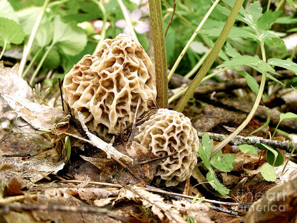 Morel Art Print featuring the photograph Morel Mushrooms by Angie Rea