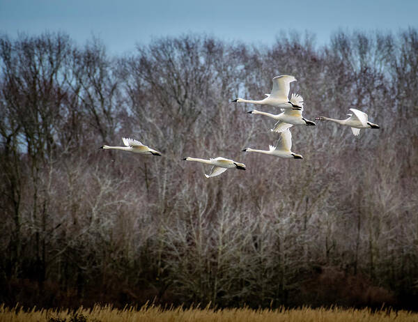 Nature Art Print featuring the photograph Morning Flight of Tundra Swan by Donald Brown